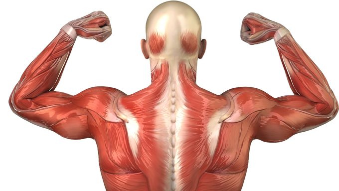 muscles-anatomy-back.jpg